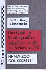 Etikette zu Xanthopenthes dolini (Schimmel, 1999) (NHMW-ZOO-COL-0008411)